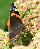Red Admiral Butterfly 9A71D-07